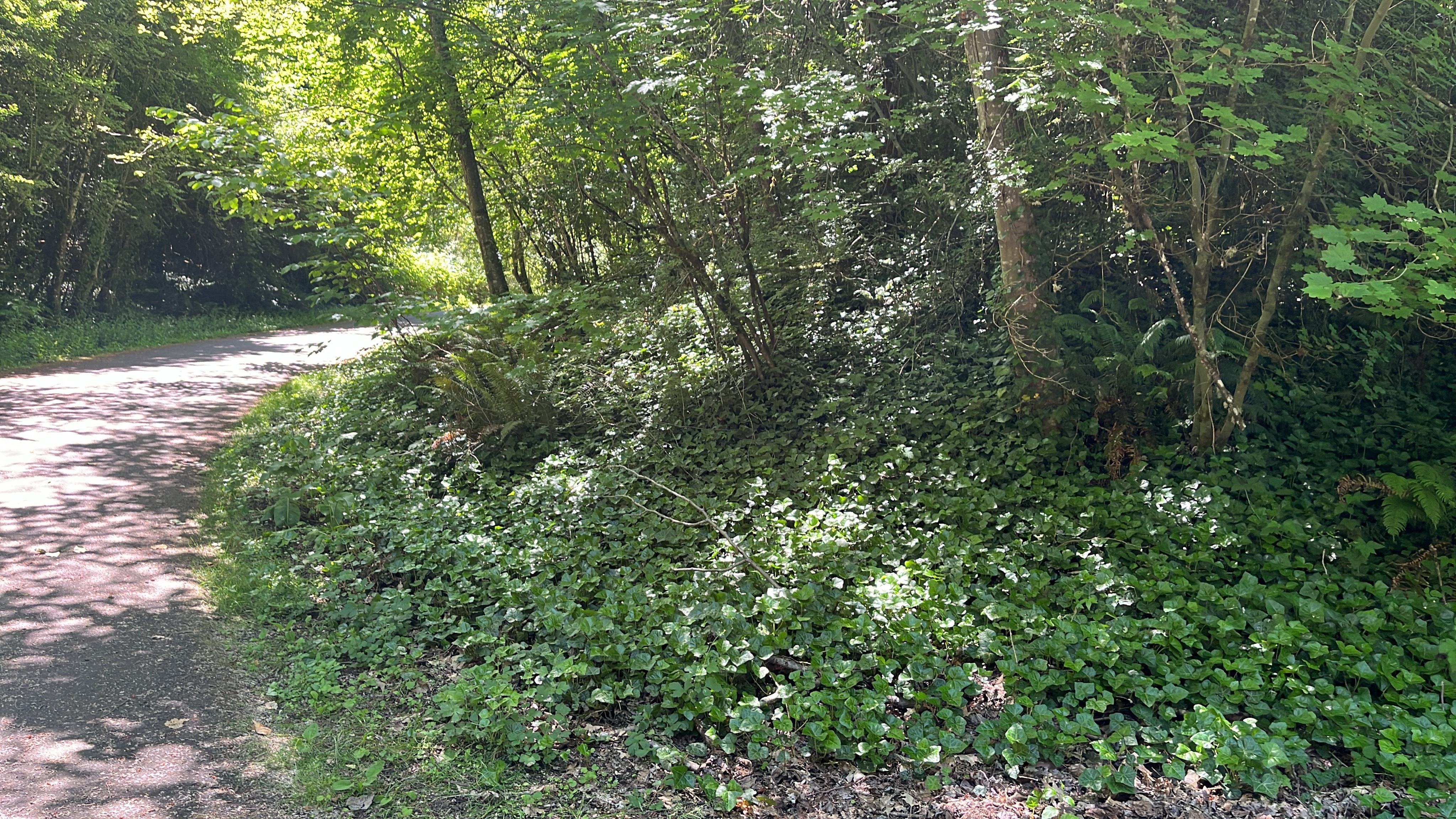 Ivy and blackberries covering the Tualatin River Greenway Trail at the Natchez Ct entrance